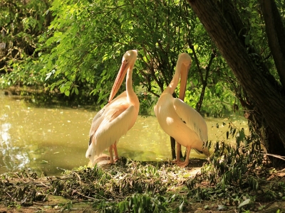 ZOO Jihlava