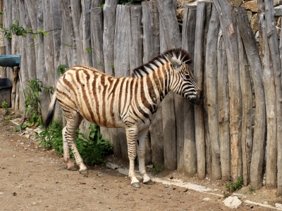 ZOO Jihlava