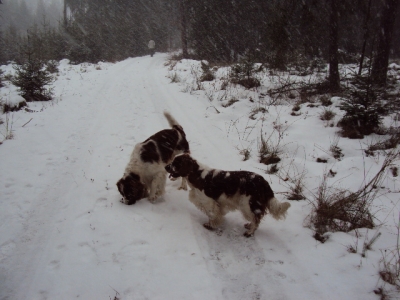 ve sněhu se psi jaksepatří vyřádí